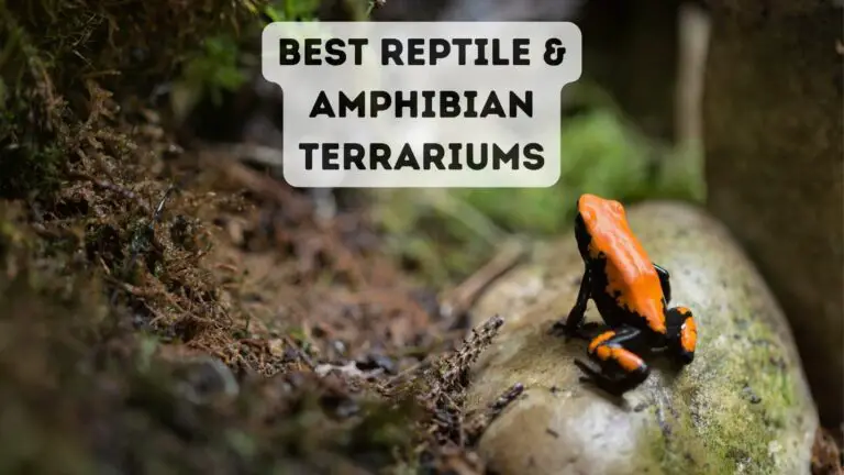 Reptile and Amphibian Terrariums: How To Pick The Right One?
