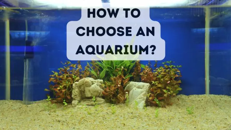 How To Choose an Aquarium? Factors and Challenges
