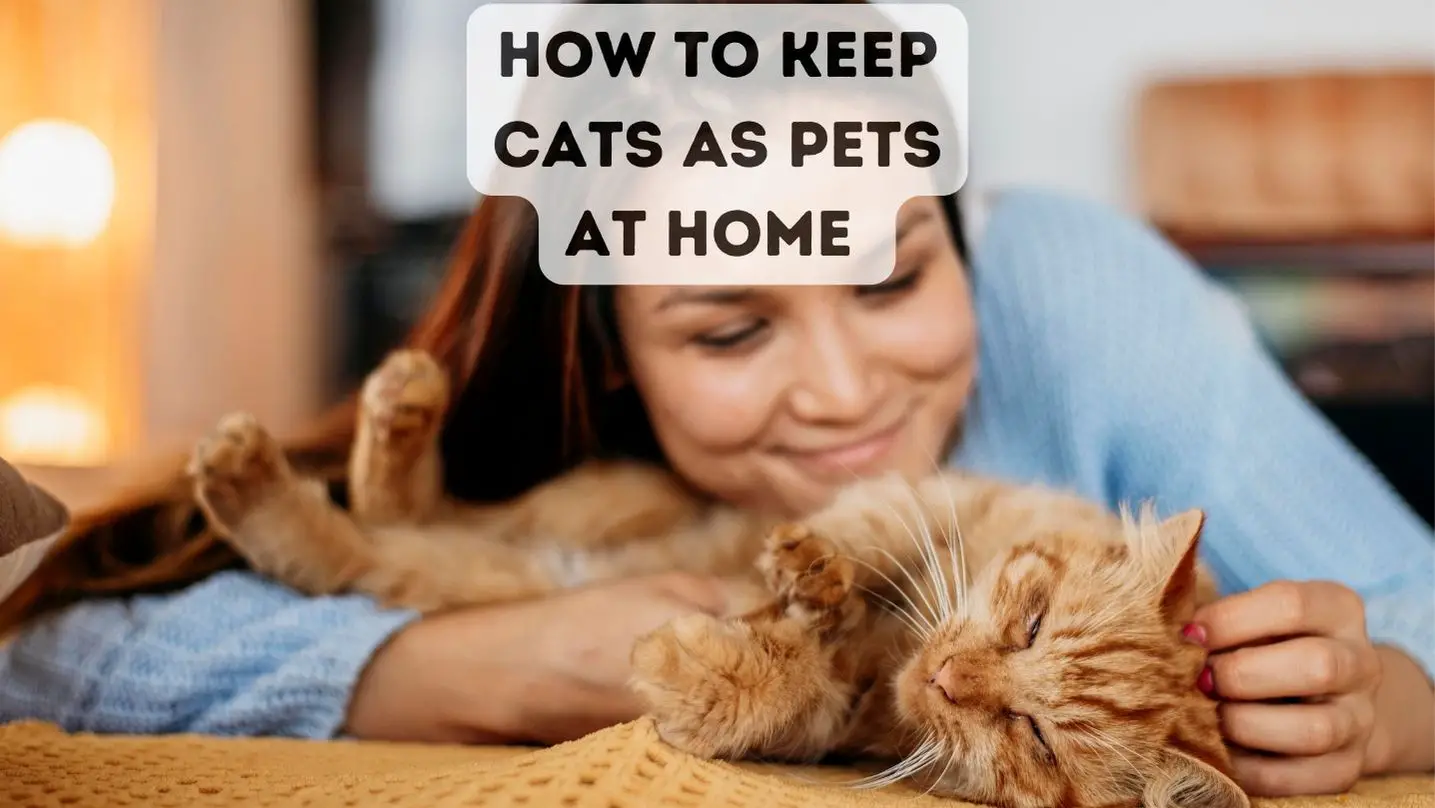 How To Keep Cats as Pets at Home 101 Guide